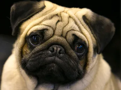Топ 5 пород собак с грустными глазами. | Скучающий бухгалтер | Дзен