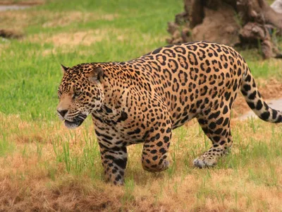 Самка ягуара с маленьким ягуаром, …» — создано в Шедевруме