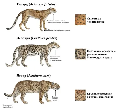 Ягуар или леопард? Кто есть кто | МИР СОБАК. Всё самое интересное | Дзен