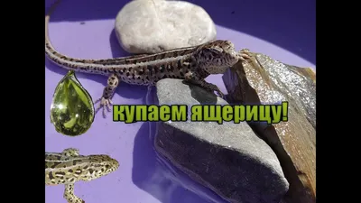  - Магазин садовых фигур - Кувшин с ящерицами