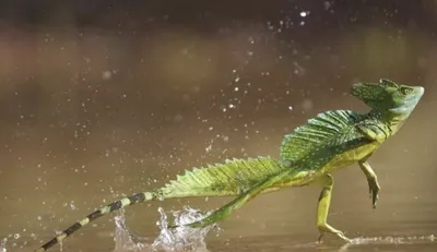 Зеленая ящерица (Lacerta viridis). Условия содержания. - Аквафорум - форум  аквариумистов и террариумистов