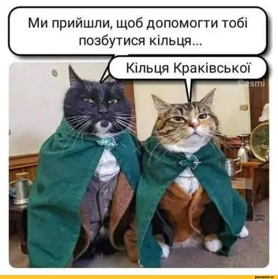 Учим времена в английском языке / английский язык :: котэ (прикольные  картинки с кошками) / смешные картинки и другие приколы: комиксы, гиф  анимация, видео, лучший интеллектуальный юмор.