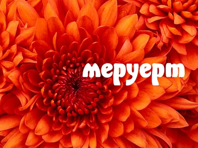 С именем меруерт картинки