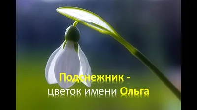 Серебряное Колье с Именем Ольга / Цепочка с Именем Ольга / Серебряная  Подвеска с Именем Ольга — Купить на  ᐉ Удобная Доставка (1536602242)