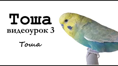 Дракоша Тоша | Дракоша Тоша и его друзья вики | Fandom