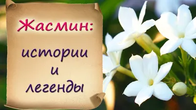 Жасмин (фильм) — Википедия