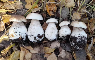 Белый гриб настоящий (Boletus edulis) – Грибы Сибири [Вложение: 27826]