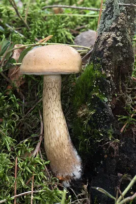 Желчный гриб (Tylopilus felleus) – Грибы Сибири [Вложение: 9036]