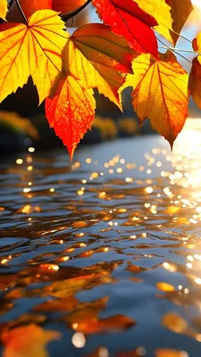 Осень. Фон | Beautiful scenery nature, Beautiful love pictures, Autumn  photography
