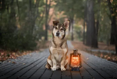 Мир глазами собак: в нём не только черно-белые краски. | DogLike | Дзен