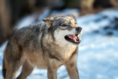 Тату волк, wolf tattoo