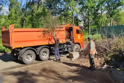 Вывозят КамАЗами. СГТ избавляет Владивосток от веток