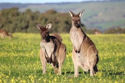Люди боятся выходить, многих избили: В Австралии стая кенгуру захватила  целый город - 