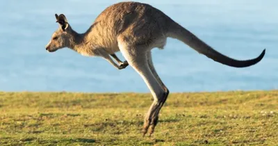 В Австралии умер "самый мускулистый в мире" кенгуру - Российская газета
