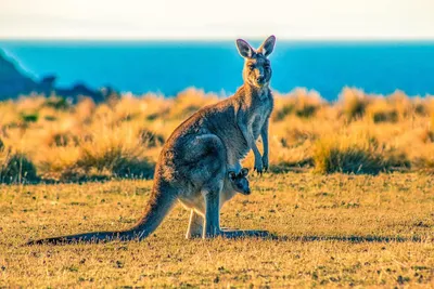 Власти Австралии просят людей отстреливать кенгуру: названа причина