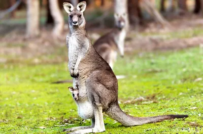 Детеныш кенгуру, крепко обнимающий плюшевого мишку, покорил Интернет —   — В мире на РЕН ТВ