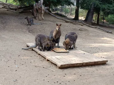 Что едят кенгуру? - Zoo