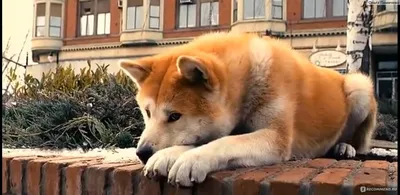 ХАТИКО 🐕🐶 старая собака породы …» — создано в Шедевруме