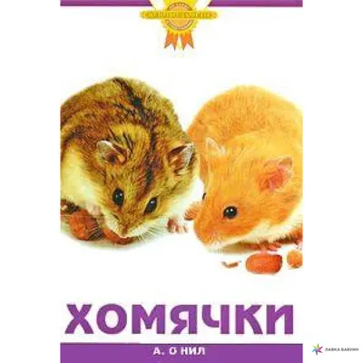 В России две школьницы сбежали из дома из-за хомячков | Українські Новини