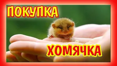 Счастье в колесе – Weekend – Коммерсантъ