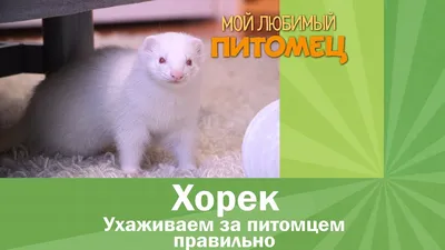 Ангорские хорьки. Мифы и реальность. – Happy Ferret