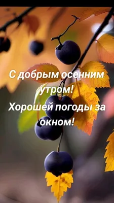 С добрым осенним утром! Хорошей погоды за окном! в 2023 г | Погода, Осень,  Окно