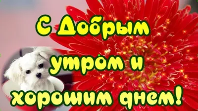 Смешные картинки «Хорошего дня!» (40 лучших фото)