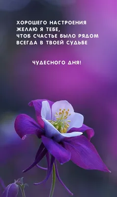 Всех с хорошим настроением": На УИК №115 задержали "поющий бюллетень" :  ЗакС.Ру : Новости Санкт-Петербурга