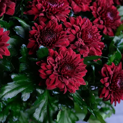 Нежные гвоздики с хризантемами в букете за 9 290 руб. | Бесплатная доставка  цветов по Москве