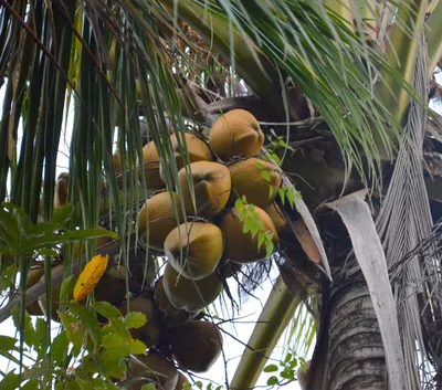 Почему у нас кокосы маленькие и волосатые, а на пальмах растут большие и  гладкие? Разные сорта? | Реальные путешествия | Дзен
