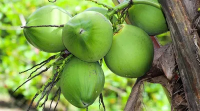 Вьетнамский экспорт кокосов составит $1 млрд | ИА Красная Весна