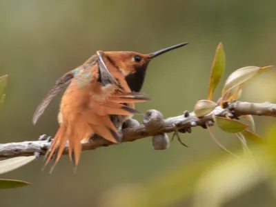 Ruby-throated Hummingbird - Рубиновогорлый Колибри. Photographer Etkind  Elizabeth