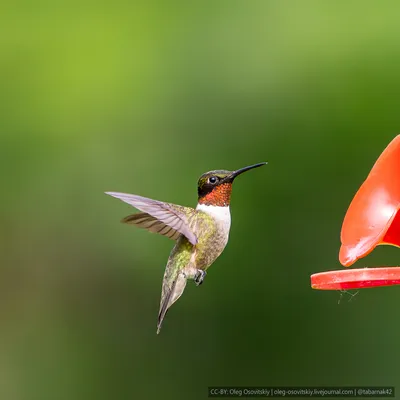 Рыжий колибри x Алленов колибри (гибрид) - eBird