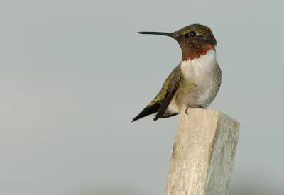 Female, Ruby-throated Hummingbird Рубиновогорлый колибри. самка.  Photographer Etkind Elizabeth