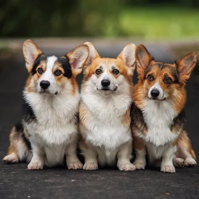 Вельш корги: пемброк и кардиган | Corgi, Corgi pictures, Cute corgi