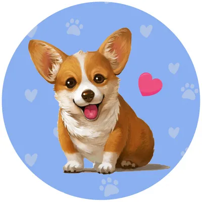 Вельш корги пемброк (Pembroke Welsh Corgi) - это жизнерадостная,  дружелюбная, умная порода собак. Фото, описание и отзывы.