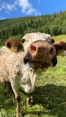 Обои с коровами | Корова | Cow wallpapers | Cow | 🐮 | 🐄 | Фотографии  животных, Коровы, Корова