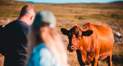 Естественное поведение коров - ЕВРОСНАБ АГРО — Оптовый Агроцентр в Нижнем  Новгороде