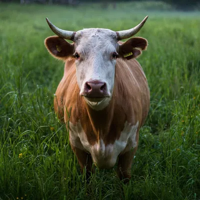 Поле с коровами (56 фото) - 56 фото