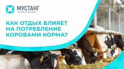 На ферме под Калугой за коровами стали ухаживать роботы - Российская газета