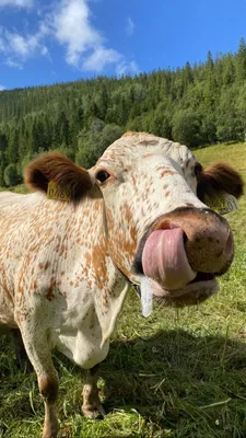 Обои с коровами | Корова | Cow wallpapers | Cow | 🐮 | 🐄 | Коровы,  Домашнее животное, Животные
