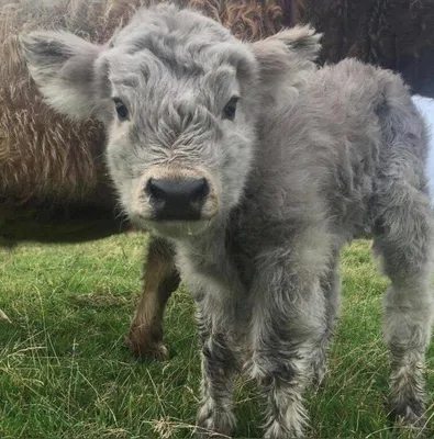 18 фотографий с коровами, которые своей милотой могут