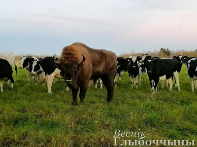 Интересные факты о коровах - Городская Ферма