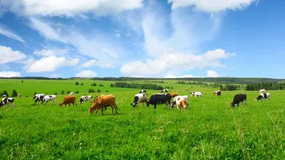 Под Зеленоградском планируют открыть сафари-парк с коровами