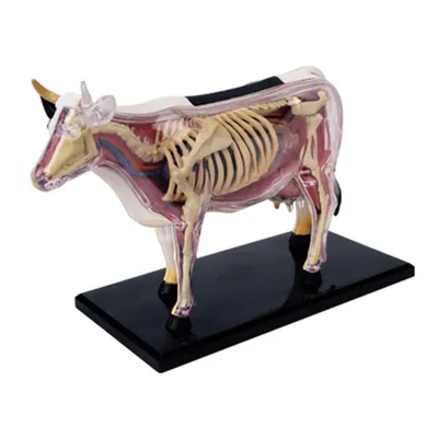 Tedco 4D видение корова модель съемный Аниме органа анатомическая модель  медицинская школьные принадлежности | AliExpress