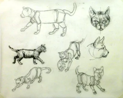 Кошки маленькие рисунки для срисовки (много фото) - 