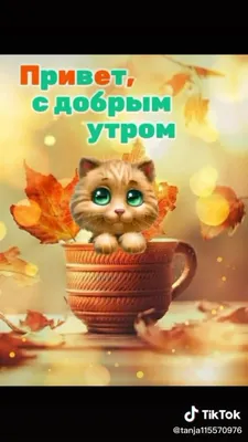 Доброе утро кота | VB | Дзен