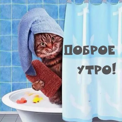 кофе :: доброе утро :: котэ (прикольные картинки с кошками) / смешные  картинки и другие приколы: комиксы, гиф анимация, видео, лучший  интеллектуальный юмор.