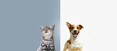 Кошка и собака: секреты взаимодействия - Питомцы 