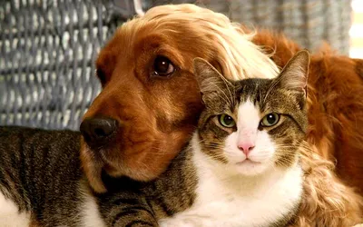 Почему кошки не дружат с собаками: причины вражды | WHISKAS®